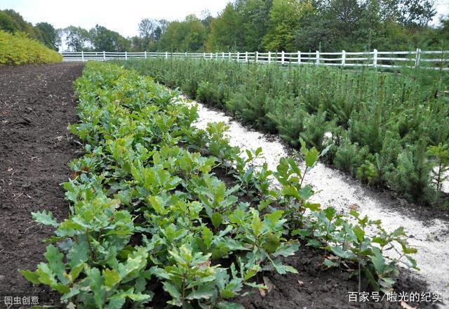 林木育苗技术,合理处理种子,有助于提高种子发芽率
